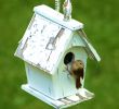 Bird In Fireplace Fresh House Wren My Fav Photos I Ve Taken and Photography