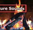 Bird In Fireplace Lovely A Fireplace Video with Relaxing Natural Crackling Fire