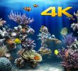 Fish Tank Fireplace Unique Kissapp S L Apps On the App Store